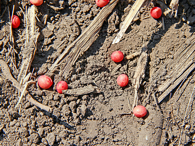 Don&#039;t leave leftover treated soybeans exposed to wildlife or where it can contaminate water sources. Growers have to either store, plant, bury or destroy it. (DTN photo by Pamela Smith)