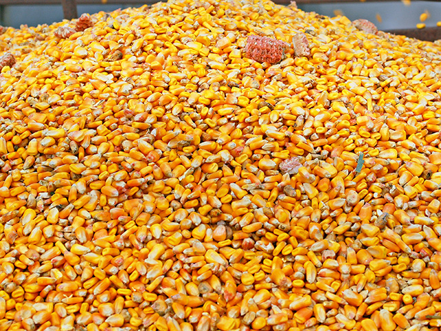 A change in the balance of oxygen, carbon dioxide and nitrogen in the air can be as effective as fumigants when controlling pests in grain stored in bins, Image by Boyd Kidwell