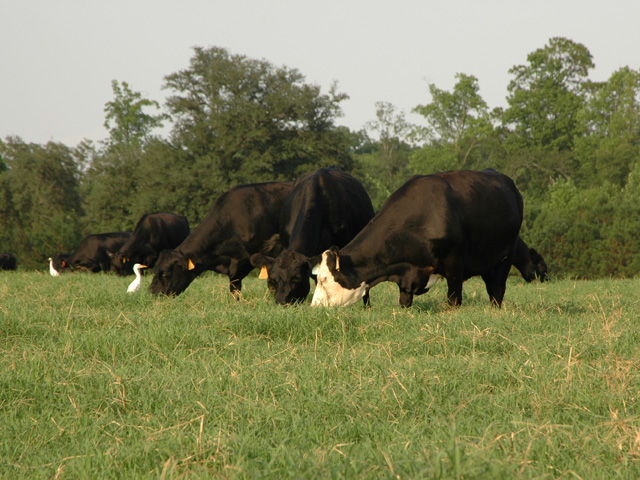 (DTN/The Progressive Farmer file photo) 