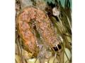 Secondary lepidopteran pests, such as the western bean cutworm, have evolved resistance to Bt corn in recent years, Image by Frank Peairs, Colorado State University