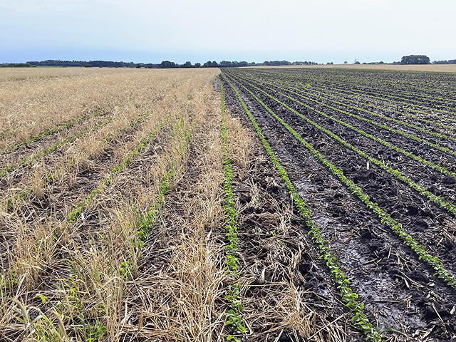 Farmers Tout The Benefits Of Cover Crops Over Time In The Face Of