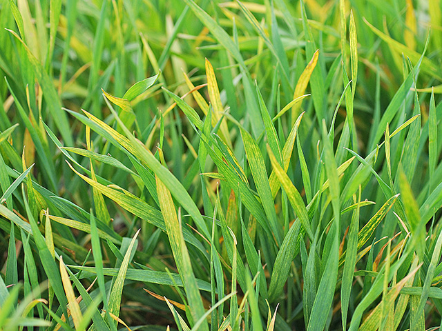 Mother Nature is busy whipping up a recipe for wheat streak mosaic virus this year, Image by Kansas State Research and Extension