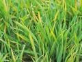 Mother Nature is busy whipping up a recipe for wheat streak mosaic virus this year, Image by Kansas State Research and Extension