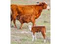 A five-year study looks at the results of a confinement system compared to a production system using multiple types of forages. The study will look at break-even comparisons and pregnancy rates, Image by Debra L. Ferguson