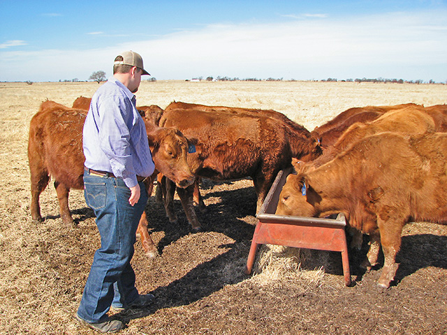 Thomas Glascock says he doesnâ€™t baby the Red Angus seedstock herd heâ€™s building. Heâ€™s focused on moderate size and functional females that do well on limited inputs, Image by Del Deterling