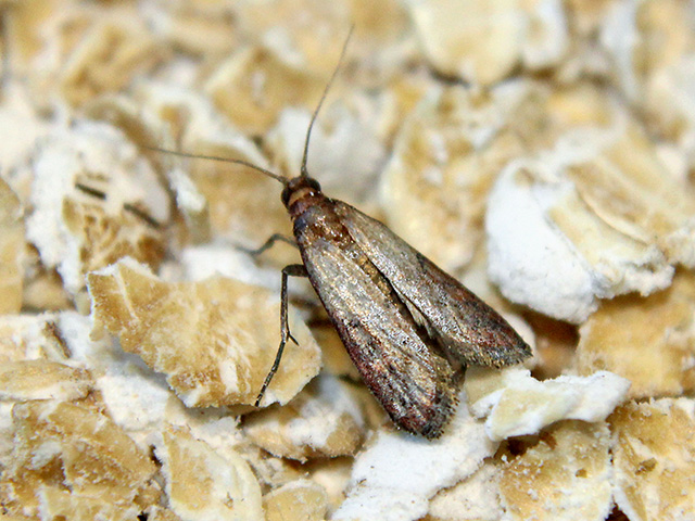 Use these tactics to prevent this pest from damaging stored grain.