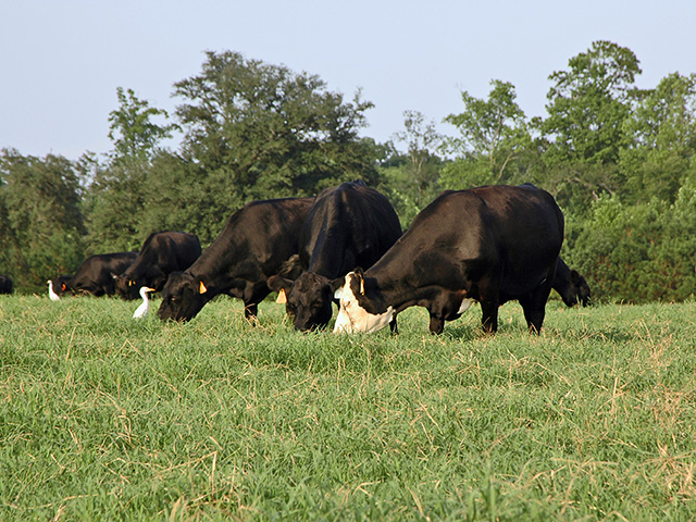 When it comes to balancing proper grazing management and preserving wildlife, there is no one size that fits all, Image by Becky Mills