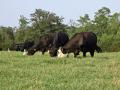 When it comes to balancing proper grazing management and preserving wildlife, there is no one size that fits all, Image by Becky Mills