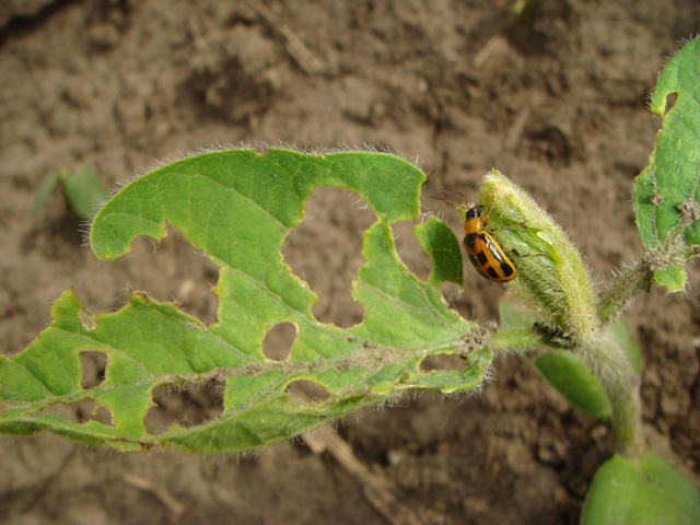 Bean leaf beetles may be among the insect pests waiting when late-planted soybean fields emerge this June. Soybean aphids and the soybean gall midge have also been spotted. (DTN photo by Pamela Smith)