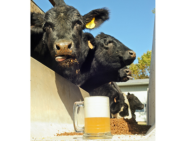 Fosterburg Feeders feeds its cattle spent brewerâ€™s grains from The Old Bakery Beer Co. Itâ€™s free and only has to be picked up on call, Image by Jim Patrico 