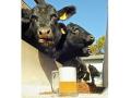 Fosterburg Feeders feeds its cattle spent brewerâ€™s grains from The Old Bakery Beer Co. Itâ€™s free and only has to be picked up on call, Image by Jim Patrico 