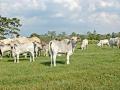 Genetics from Brahman cattle could help alter types and amounts of fat found in beef, Image by Becky Mills