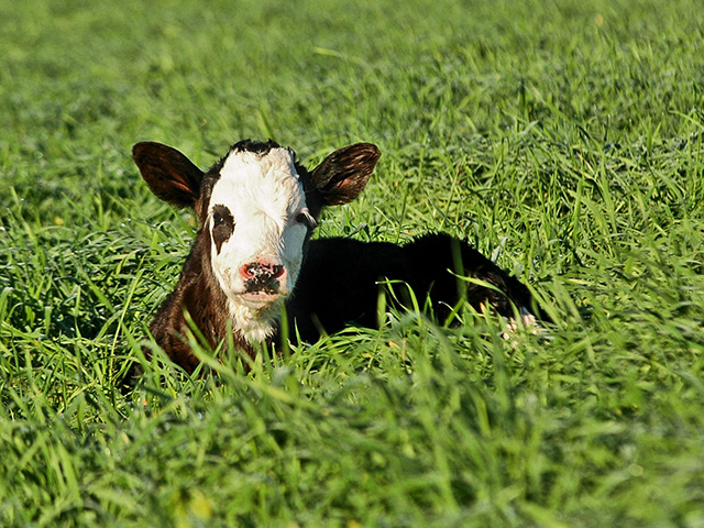The USDA livestock rule would have required organic producers to ensure livestock had access to a certain amount of space outdoors, in addition to other handling rules for transport and slaughter, Image by Becky Mills