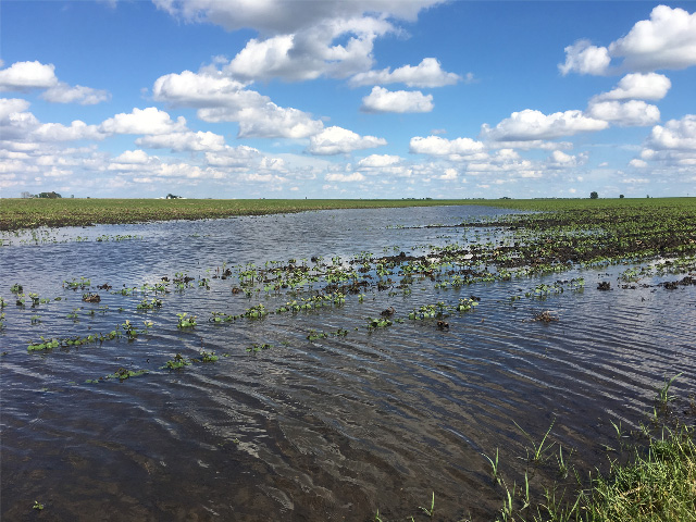 Issues in fields brought on by heavy spring rains are expected to last through the rest of the growing season. (DTN photo by Pamela Smith)