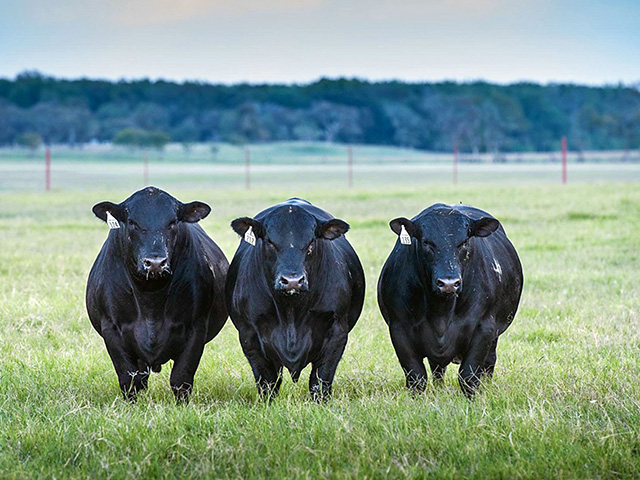 New Market Niche For Black Angus