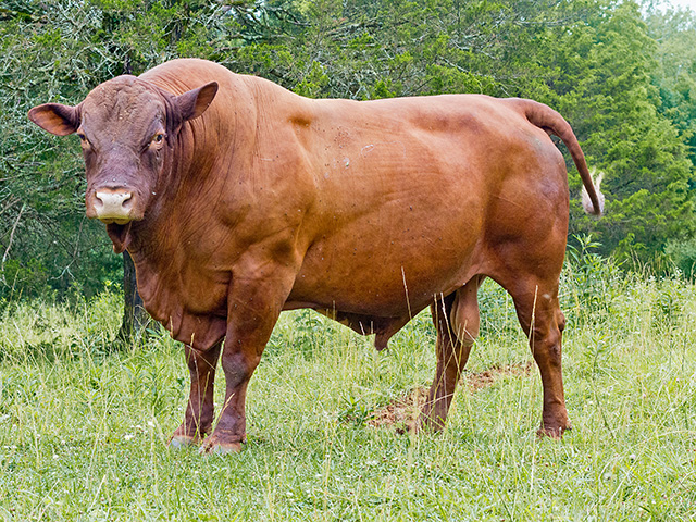 Breeding Cattle With Improved Heat Tolerance Takes A High Tech Turn