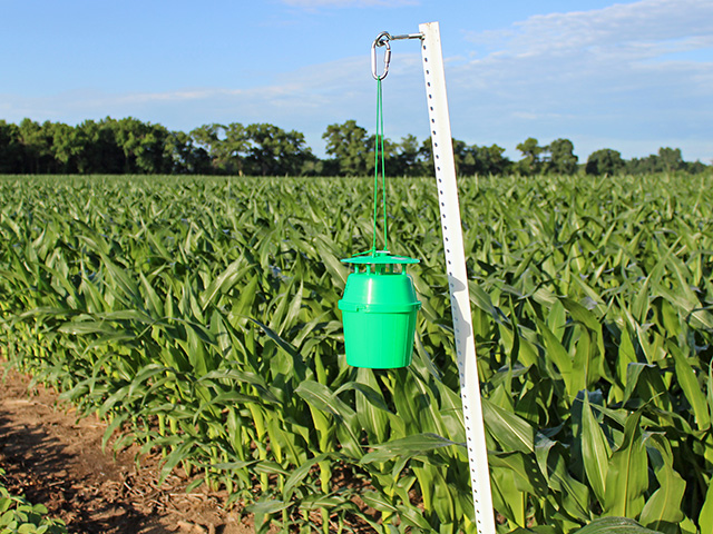 Traps are insect-specific, so be sure to select the model thatâ€™s right for your pest, Image by Scott Williams