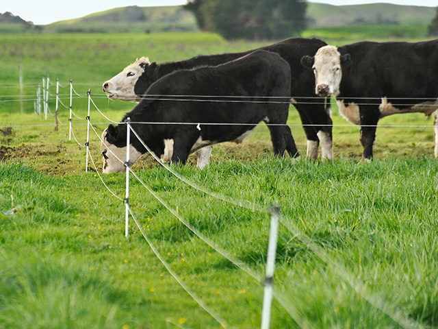 New Zealand Makes Effort To Eradicate Infected Cattle From Nation S Herd