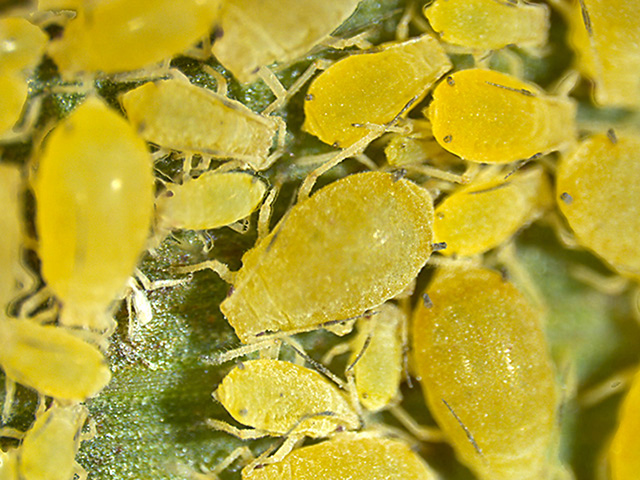Entomologists have identified a handful of sorghum hybrids that show good tolerance of the sugarcane aphid, Image by Gabriela Esparza-DÃ­az, Texas A&amp;M AgriLife Extension