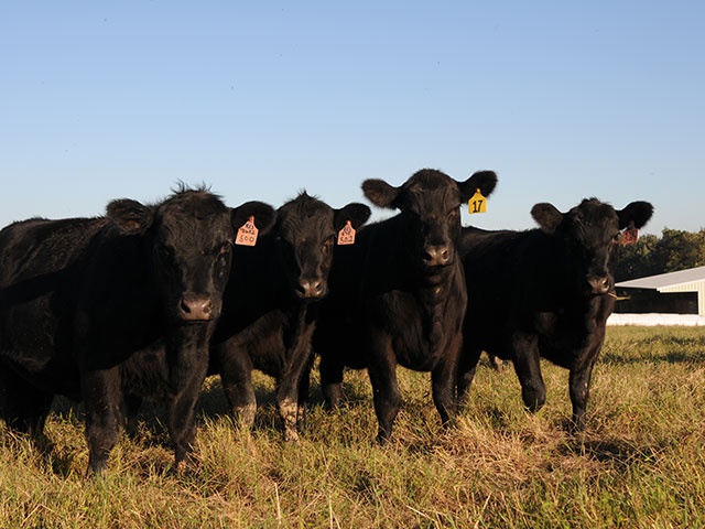 (DTN/Progressive Farmer image by Becky Mills)