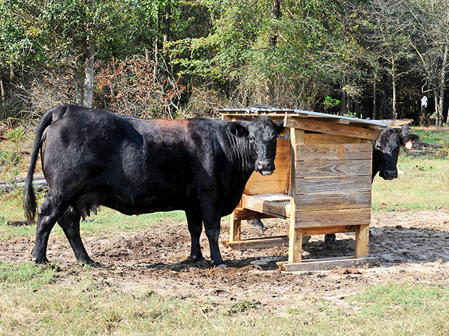 Even when feeding minerals, deficiencies happen. Jeff Hall says in many herds, low copper is a common problem, Image by Becky Mills 