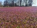 Winter annual weeds add a splash of color to the landscape but can lead to increased infestations of soybean cyst nematode, Image by Pamela Smith