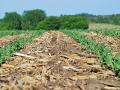 Creating high organic matter with crop residue is the most profitable way to manage your root/soil/nutrient zone, Image by Susan Winsor 