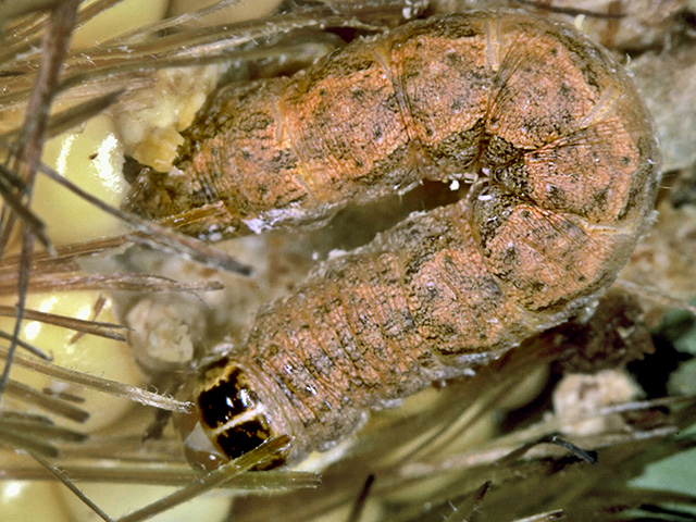 Assessing the impact of insects on previous year's crops can help ...