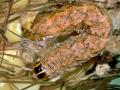 Western Bean Cutworm, Image by Frank Peairs, Colorado State University