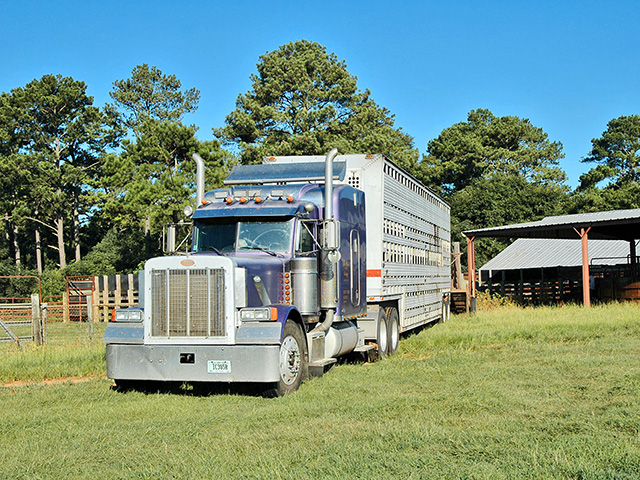 Truckers hauling cattle and hogs are exempt from a federal rule requiring electronic logging devices for 90 days after the rule takes effect, Image by Becky Mills