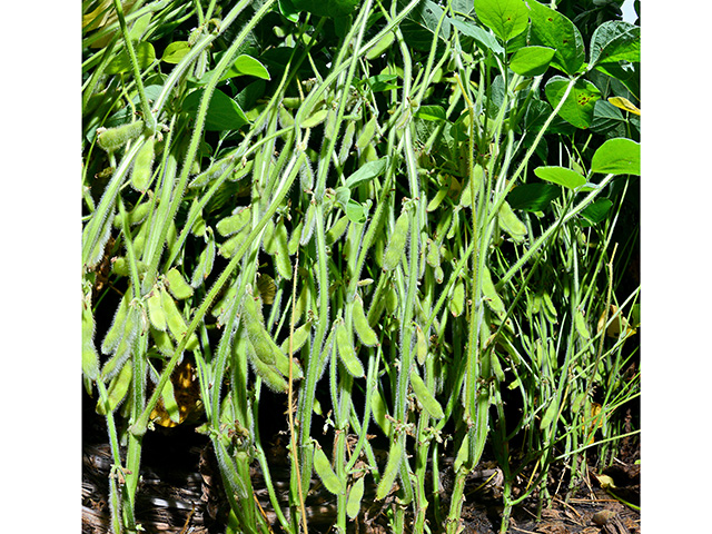 Narrow row spacings intercept more sunlight which produces more pods--and yield, Image by Larry Reichenberger