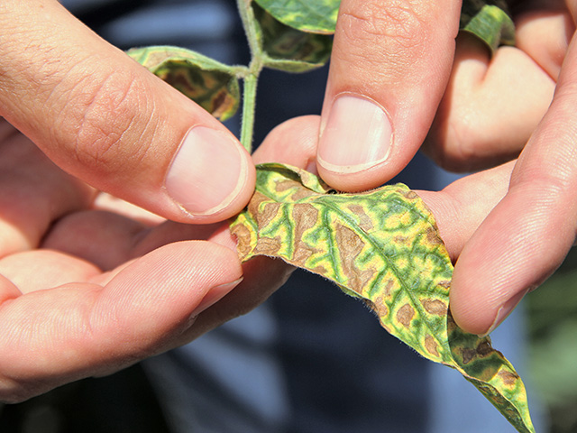 Some diseases like sudden death syndrome, which favor extreme weather conditions, may become more prominent due to climate change. (DTN photo by Pamela Smith) 