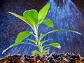 An EPA review finds the herbicide glyphosate to be safe for use, Image by Jim Patrico
