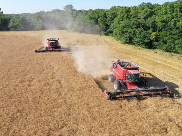 Combines Find A Good Wheat Crop In Fields That Survived