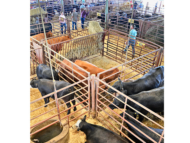 These Simple Steps Will Help Increase Feeder Calf Prices
