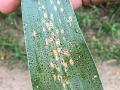 Tar spot, Image by Martin Chilvers, Michigan State University