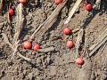 Don’t leave leftover treated soybeans exposed to wildlife or where it can contaminate water sources. Growers have to either store, plant, bury or destroy it, Image by Pamela Smith