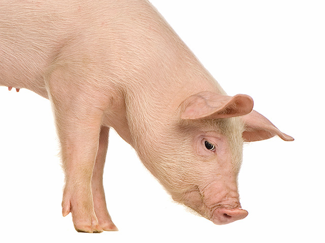 As many as 200 million hogs could be lost in China because of African swine fever. Tyson Foods and USDA see potential increases in exports, Image by Getty Images