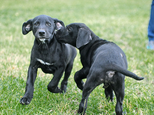 Mark the calendar and give heartworm preventative year round, the same time each month. (DTN/Progressive Farmer photo by Virginia Harris)