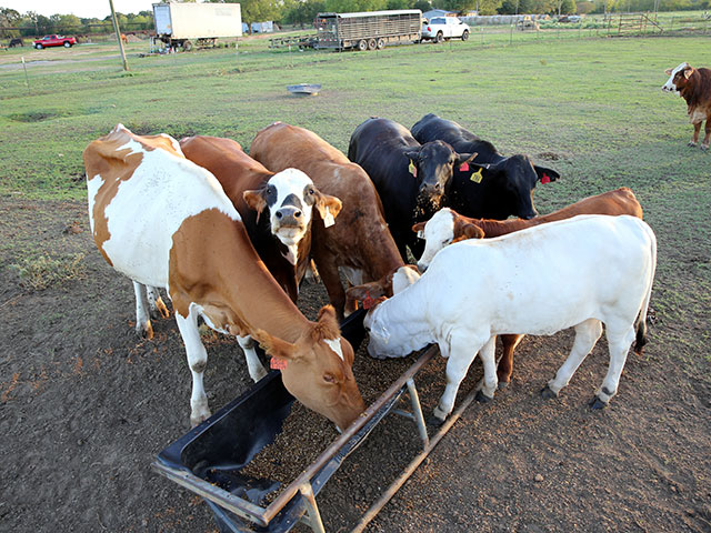 After a cow is 5 or 6 years old, the condition of her teeth will be dictated to by what she eats and her genetic makeup. Before that, "mouth-aging" can provide a fairly accurate estimate of her age. (DTN/Progressive Farmer photo by Karl Wolfshohl)