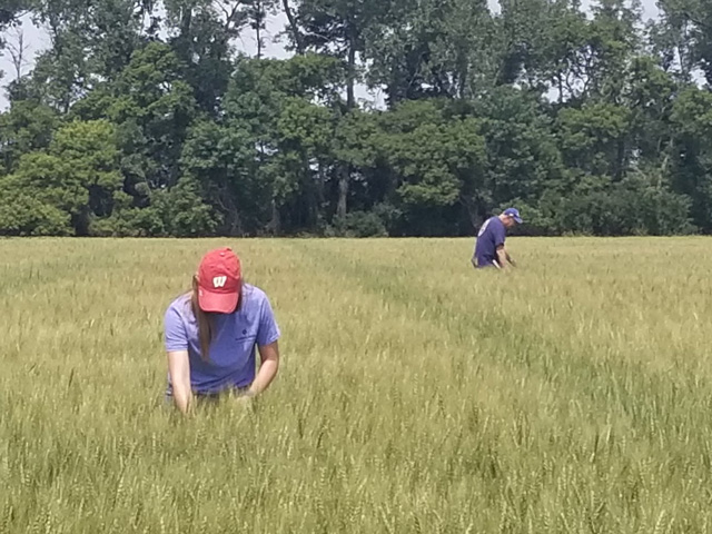 Scouts Hannah Pinter and Bart Bender comb through spring wheat country on the first day of the Wheat Quality Council&#039;s Hard Spring Wheat and Durum Tour. (DTN photo by Charles Wallace)