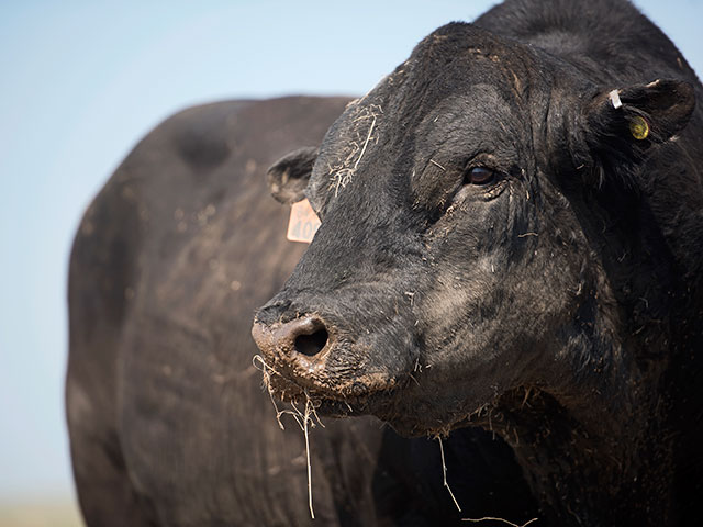 A controlled breeding season will help any operation get calving time down to a manageable 60 to 90 days. (DTN/Progressive Farmer photo by Joel Reichenberger)