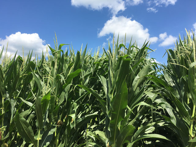 Hopes for Bayer&#039;s nematicide known as NemaStrike are on hold. The company is pulling the product from the market until it can further evaluate skin reactions experienced by users not using proper protective gear. (DTN photo by Pamela Smith)