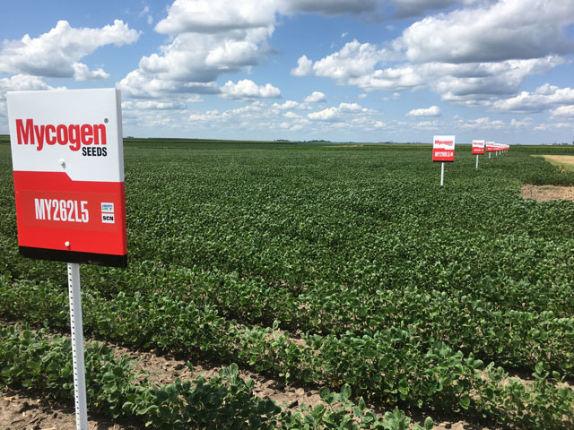 New varieties containing Peking resistance to soybean cyst nematode are beginning to filter into the commercial pipeline. (DTN photo by Pamela Smith)