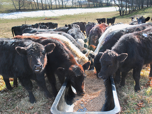 If bladder stones are caught early, a veterinarian may be able to do a salvage procedure and keep the animal from being a total loss. (Progressive Farmer photo by Boyd Kidwell)