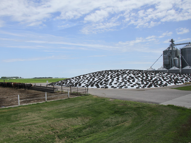 Sealing and covering silage is important. Sealing ensures the anaerobic condition is met by preventing oxygen from entering the silage pile. Covering the pile keeps rain from infiltrating and washing away some nutrients. (DTN photo by Elaine Shein)