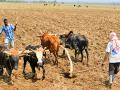 Farmers tending a field south of Addis in Ethiopia. (Progressive Farmer image by Jim Patrico)