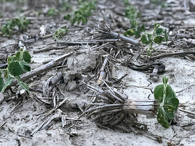 This crop year will have a ripple effect on years to come. (Progressive Farmer photo by Jennifer Campbell)