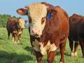 (Progressive Farmer image by Jim Patrico)