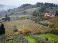 Olive harvest in Italy is big. (Progressive Farmer image by Joel Reichenberger)